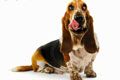 Ветеринарная клиника Унивет - иконка «для собак» в Мытищах